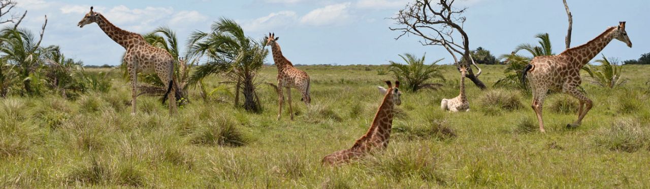 Südafrika - iSimangaliso-Wetland-Park - Giraffenherde